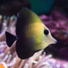 Zebrasoma scopa Lmdlm