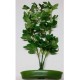 Plant APS-106 T12 Resun