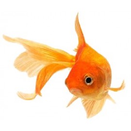 Goldfish - S