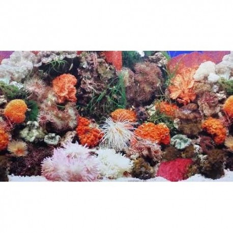Posters - corals
