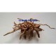 Spider Root - 40-50 cm