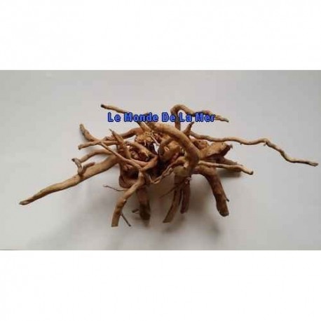 Spider Root - 30-40 cm