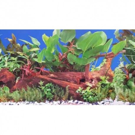 Posters - 2 sides corals, roots and plants