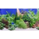 Posters - 2 sides corals and plants