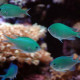 Chromis viridis