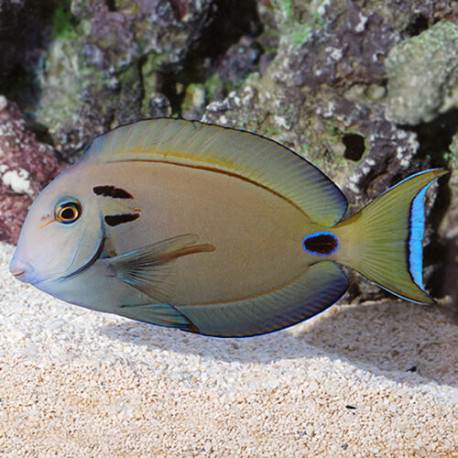 Acanthurus tennenti Lmdlm