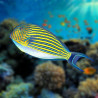 Acanthurus lineatus L (Poisson chirurgien rayé) Lmdlm