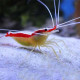 Lysmata amboinensis S LMDLM
