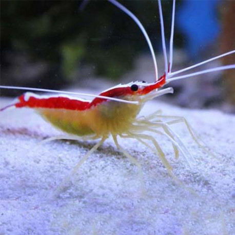 Lysmata amboinensis S LMDLM