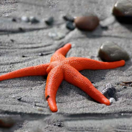 Fromia Monilis (étoile de mer) Lmdlm