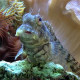 Salarias fasciatus (Blennie rayée) Lmdlm