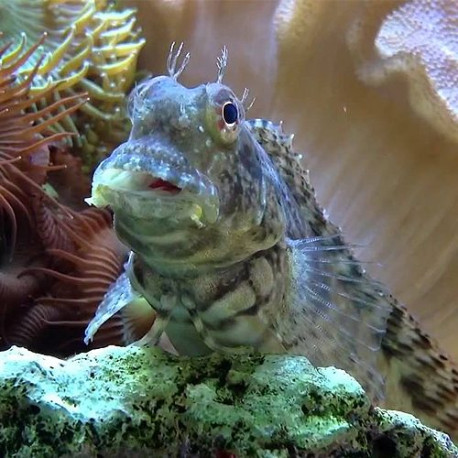 Salarias fasciatus (Blennie rayée) Lmdlm
