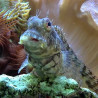 Salarias fasciatus (Blennie rayée) Lmdlm
