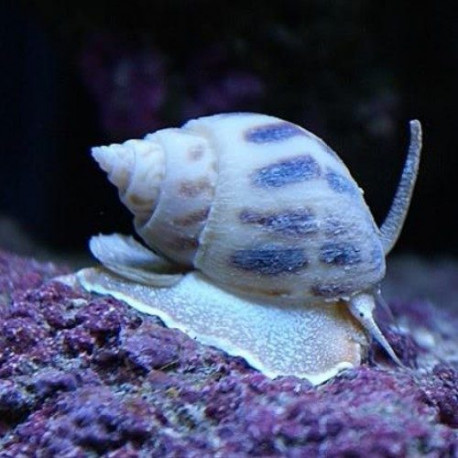 Nassarius Lmdlm