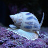 Nassarius Lmdlm
