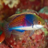 Cirrhilabrus Cyanopleura (Labre nain à flanc bleu) Lmdlm