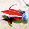 Cirrhilabrus Rubriventralis (Labre nain à filament) Lmdlm