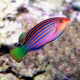Pseudocheilinus Hexataenia (Labre à six bandes) Lmdlm