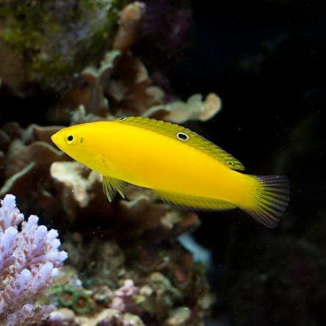 Halichoeres Chrysus (Labre canari) Lmdlm