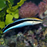 Labroides dimidiatus Lmdlm