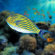 Acanthurus lineatus L (Poisson chirurgien rayé) Lmdlm