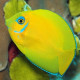Acanthurus Pyroferus (Chirurgien Porteur de Feu) Lmdlm