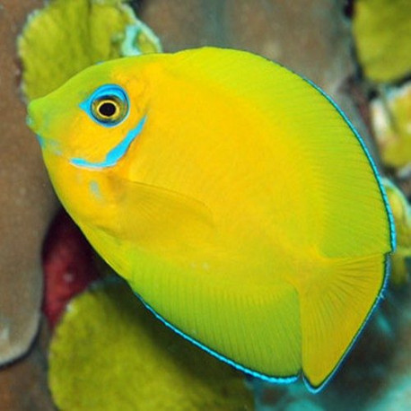 Acanthurus Pyroferus (Chirurgien Porteur de Feu) Lmdlm