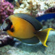 Acanthurus Pyroferus (Chirurgien Porteur de Feu) Lmdlm