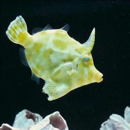 Acreichthys tomentosus Lmdlm