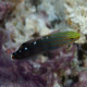 Amblygobius rainfordi Lmdlm