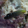 Amblygobius rainfordi Lmdlm