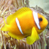 Amphiprion Bicinctus Lmdlm