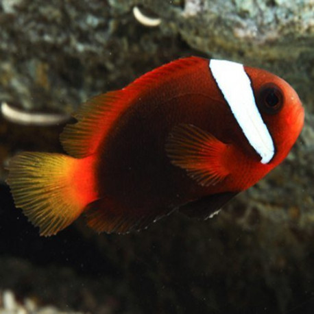 Amphiprion Melanopus Lmdlm