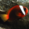 Amphiprion Melanopus Lmdlm