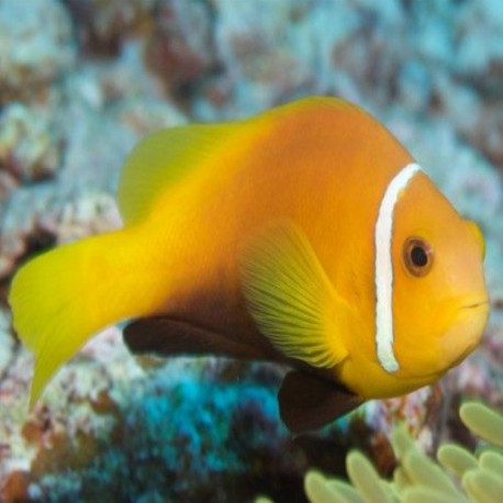 Amphiprion nigripes Lmdlm