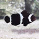 Amphiprion Ocellaris Black Lmdlm