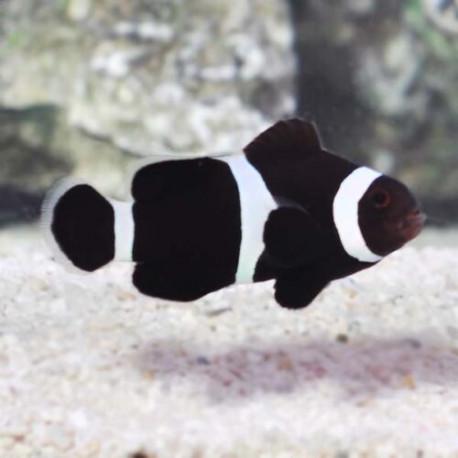 Amphiprion Ocellaris Black Lmdlm
