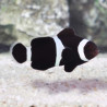 Amphiprion Ocellaris Black Lmdlm