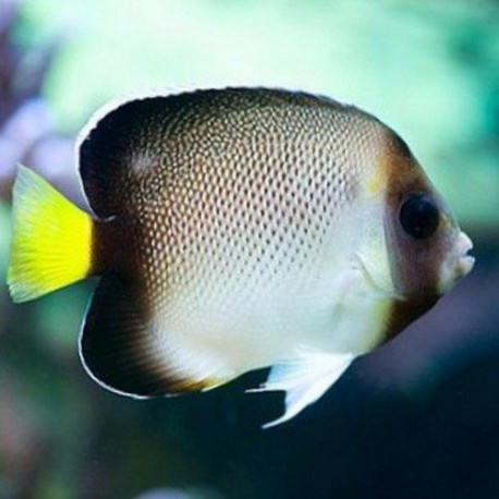 Apolemichthys Xanthurus Lmdlm
