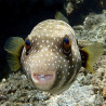 Arothron Hispidus S (Poisson ballon géant) Lmdlm