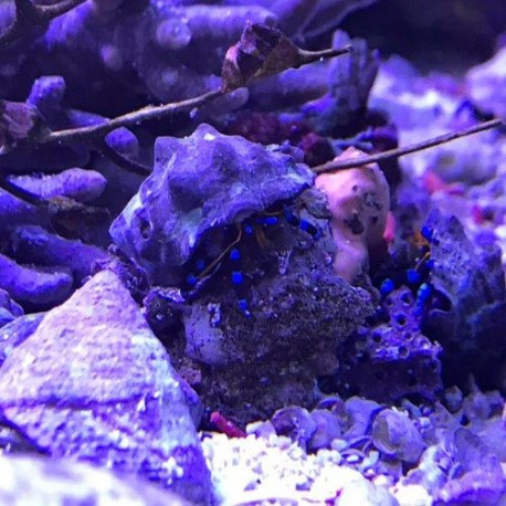 Calcinus elegans (Bernard l’hermite bleu) Lmdlm