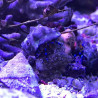 Calcinus elegans (Bernard l’hermite bleu) Lmdlm