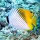 Chaetodon Auriga Lmdlm