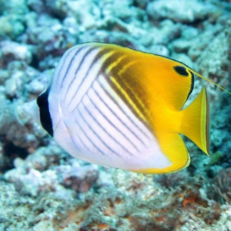 Chaetodon Auriga Lmdlm