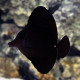 Zebrasoma rostratum Lmdlm
