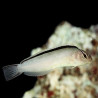Meiacanthus Smithi Lmdlm