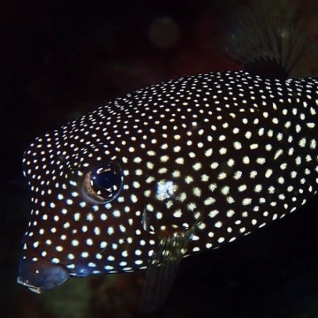 Ostracion Meleagris Femelle Lmdlm