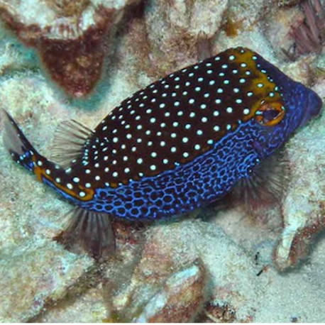 Ostracion Meleagris Male Lmdlm