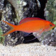 Mirolabrichtys Dispar Lmdlm