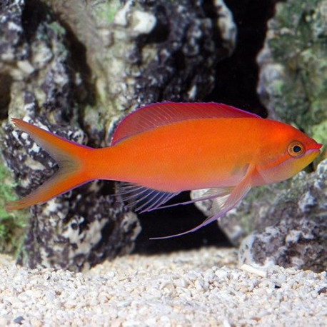 Mirolabrichtys Dispar Lmdlm
